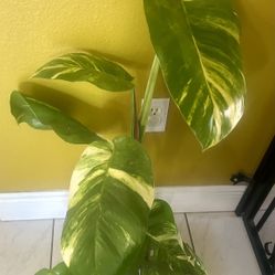 🏝️ Giant Hawaiian Pothos – A Tropical Statement Piece! 🌿