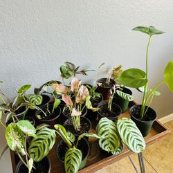 Small Plants 5 Each
