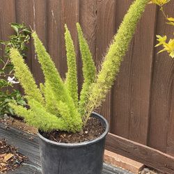 Fern