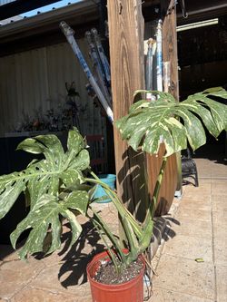 Thai constellation monstera