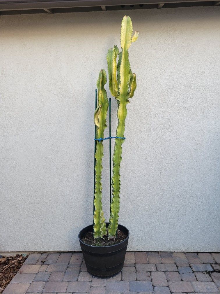 Giant Milk Bush Cactus