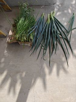 CHIVES AND SCALLIONS - FREE