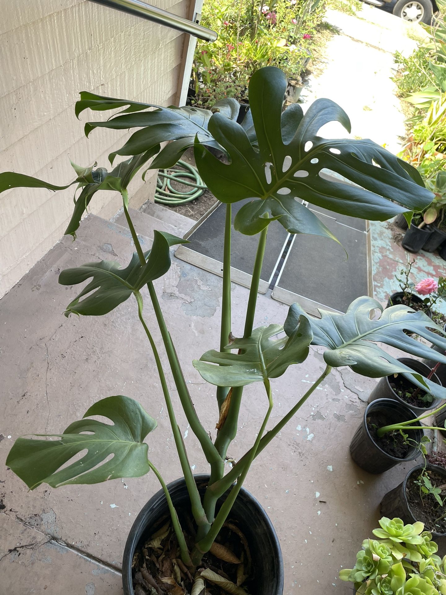 Big Monstera Delisiosa Plant