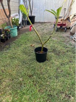 Plumeria roja