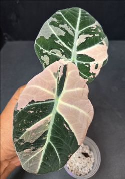 Alocasia Pink Black Velvet Corms