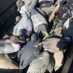 Ducks Decoy