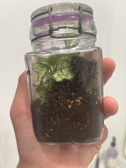Desk decoration Bioactive terrarium