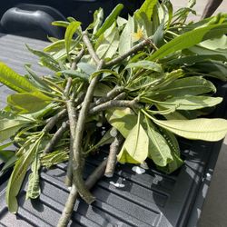 Pluermia Cuttings