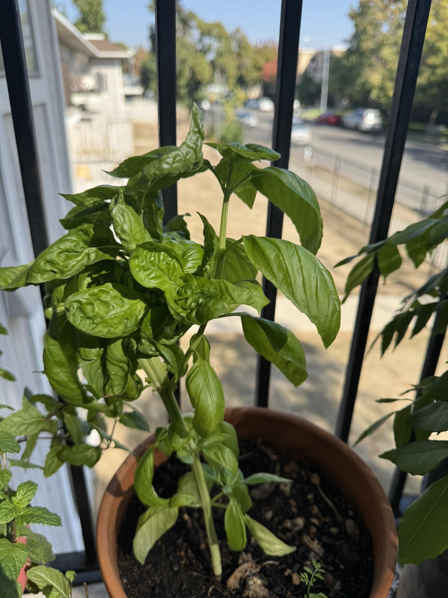 Basil Plant With Terracotta Pot