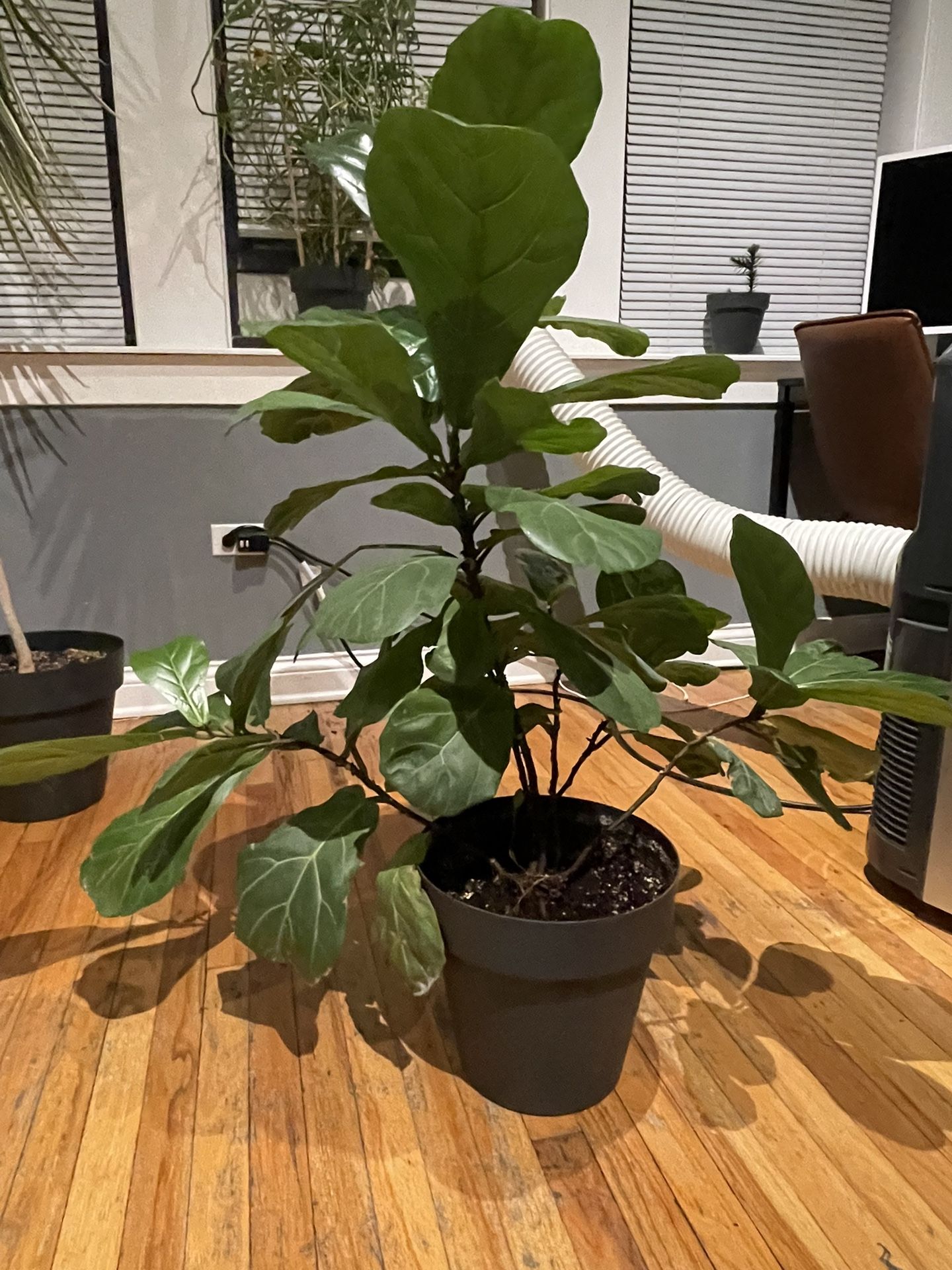 Fiddle Leaf Fig Bush