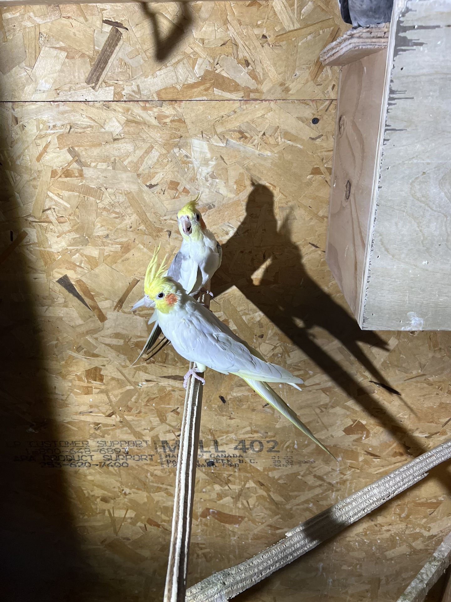 Cockatiels