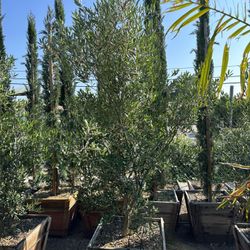 Olive Multi Trunk Tree