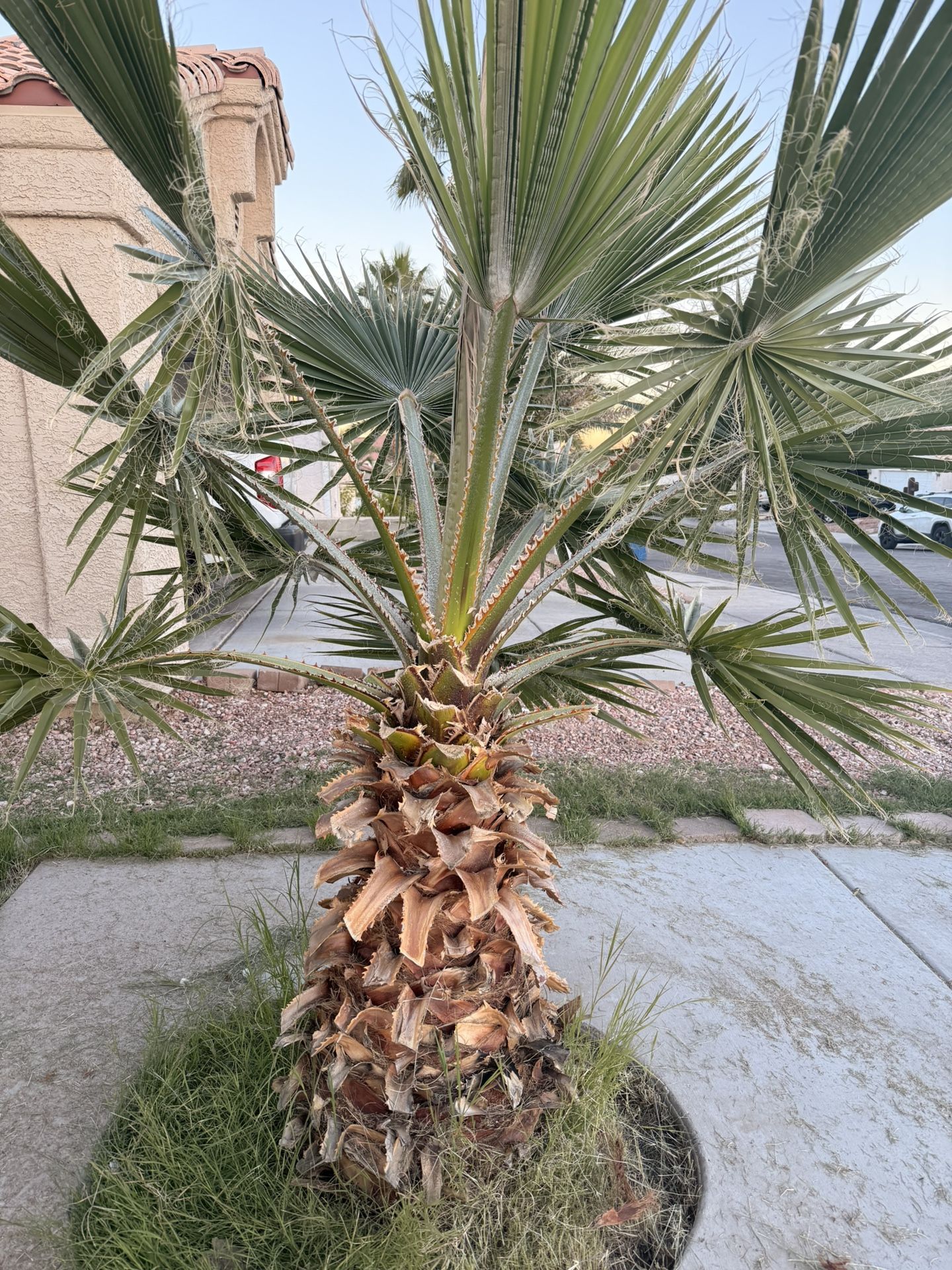 GORGEOUS MATURE FAN PALM TREE FOR SALE - BUYER MUST REMOVE (In-Ground) 🌴