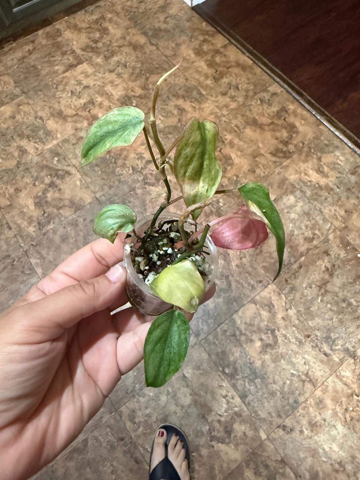 micans mint variegated 