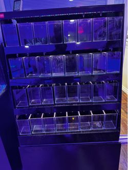 Mode Aquariums Betta display system