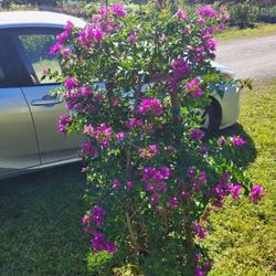 Bougainvillea Purple Trellis Flower