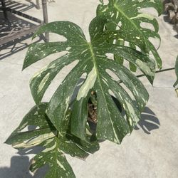 Monstera Thai Indoor Plant