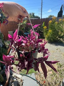 Nice purple plant