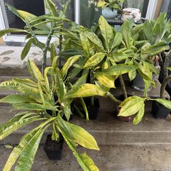 Plumeria , Read Description Below 👇 