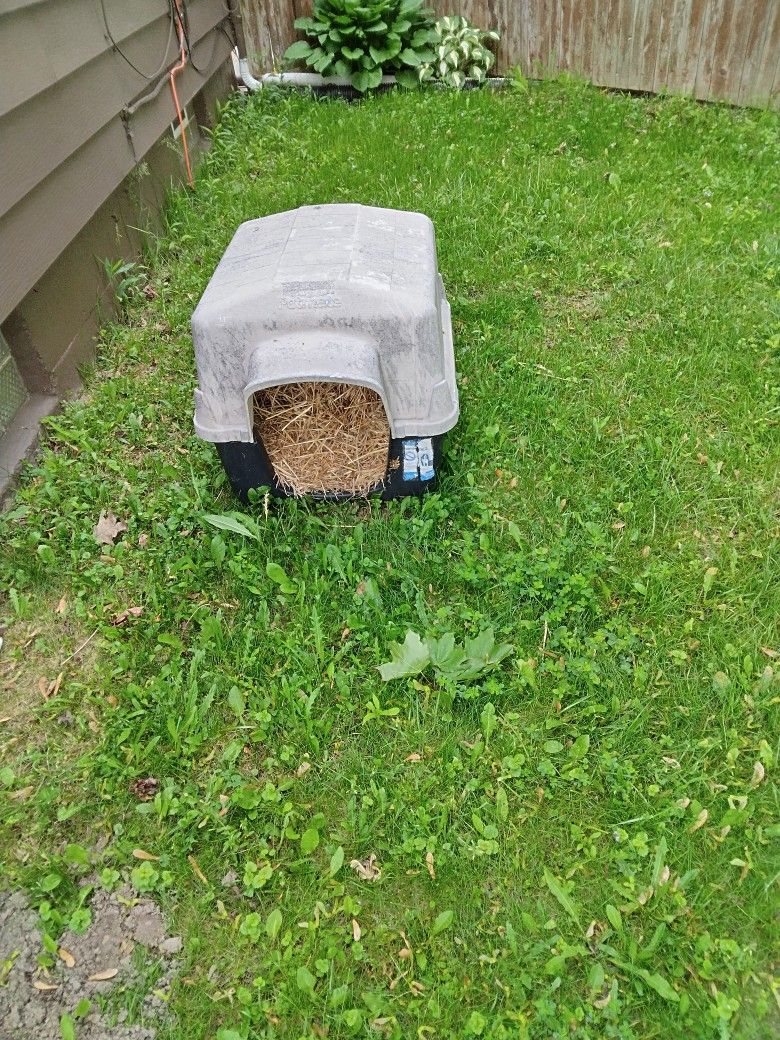 Dog House