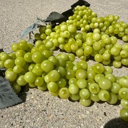 Set of 3 Realistic Artificial Green Grape Clusters – Lifelike Decorative Fruit