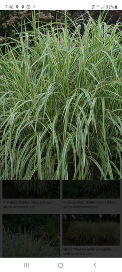 Perennials ready for planting ...Available NOW