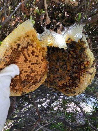Affordable Bee Hive Removal and relocation specialist. Help save the honey bees. Professional Beekeepers