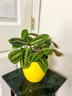 Prayer 🙏 plant 🪴