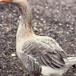 2 Large Duck Wall  Pictures