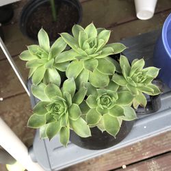 Succulent Plants With Pot 