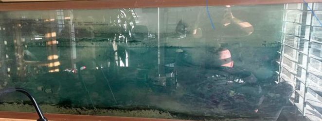 135?gallons Aquarium