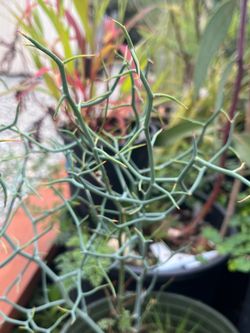 Acacia aphylla plants ‘Leafless Rock Wattle’