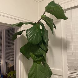 7ft Fiddle leaf Fig House Plant / Tree 