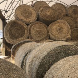 Hay For Sale-round bales