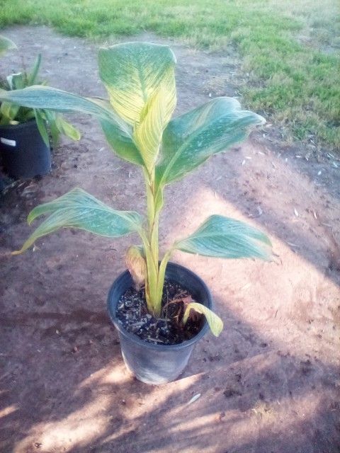 Canna Lily Plant $10