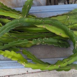 Dragon Fruit Cutting