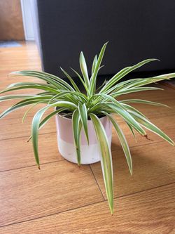 Spider plant