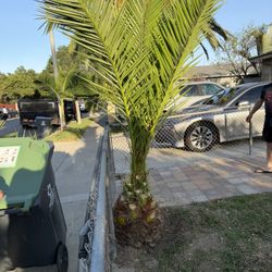 Canary Date Palm Tree