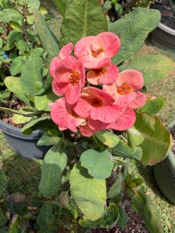 Crown of thorns/Corona de Cristo/Euphorbia Milii