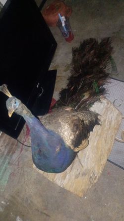 Peacock Taxidermy