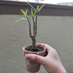 Dracena Plant