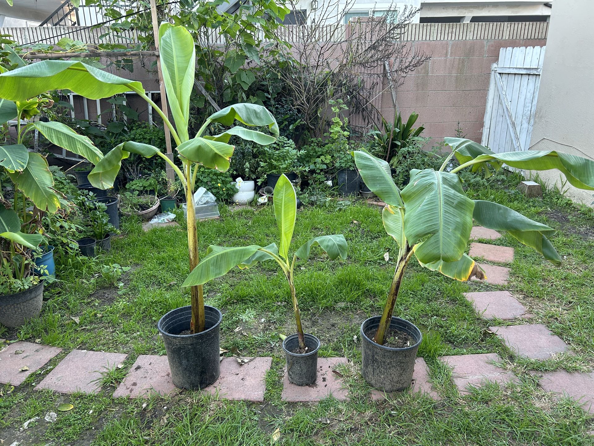 Banana Trees / Arboles De Platano **$20 Each, 3 Available**