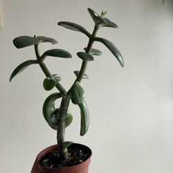 Jade Plant 