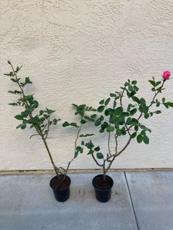 Queen Elizabeth Grandiflora Rose Bush Plant, Large, Healthy