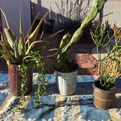 Healthy Succulents and  cacti for only $5.