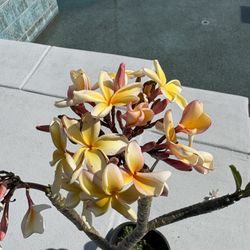 Plumeria