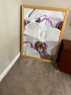 Frame picture
