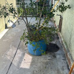 Ficus Tree/ Plant