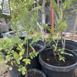 Ciruela Hog Plum Jocote Mangos 