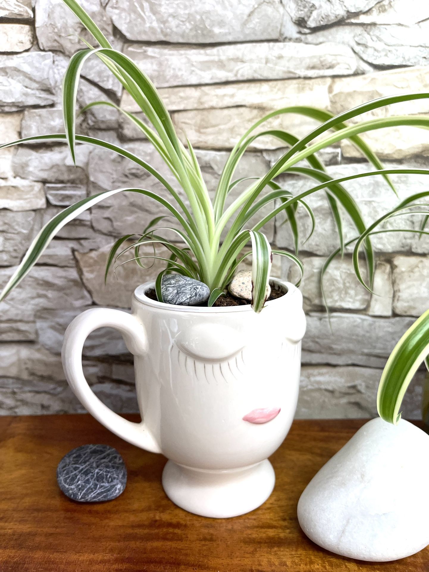Spider House Plant In New White Ceramic Cup 5"H.
